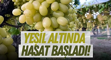 Yeşil altında hasat başladı!