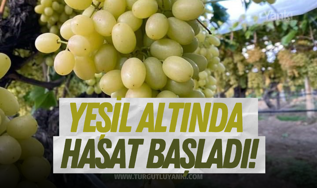 Yeşil altında hasat başladı!