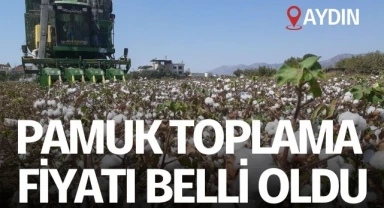 Aydın'da pamuk toplama fiyatları belli oldu