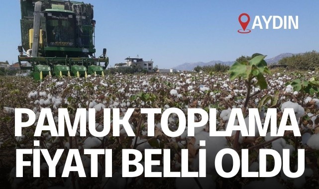 Aydın'da pamuk toplama fiyatları belli oldu