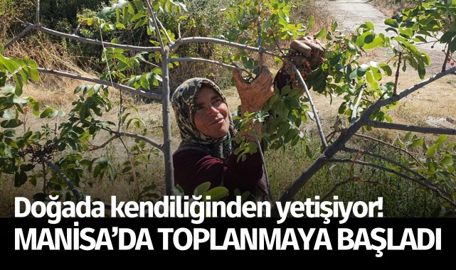 Doğada kendiliğinden yetişiyor: Manisa'da toplanmaya başladı!