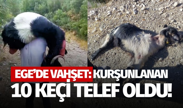 Ege'de vahşet: Kurşunlanan 10 keçi telef oldu!