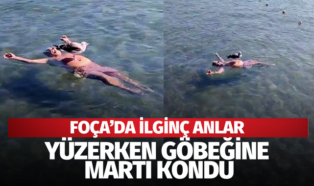 Foça'da ilginç olay: Denizde yüzen kişinin göbeğine martı kondu