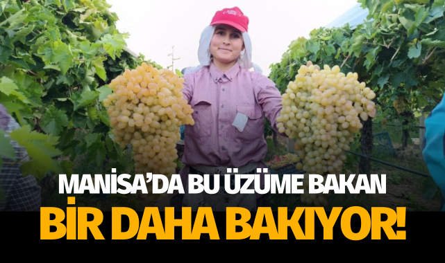 İki salkım üzüm bir kasayı dolduruyor