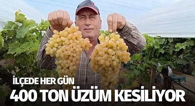 İlçede her gün 400 ton üzüm kesiliyor