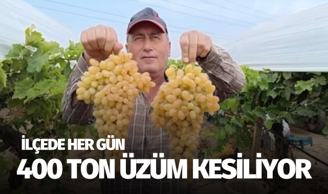 İlçede her gün 400 ton üzüm kesiliyor