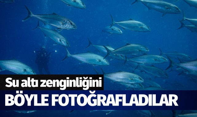 İzmir'in su altı zenginliğini böyle fotoğrafladılar