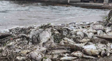 İzmir Körfezi'nde balık ölümleri sürüyor