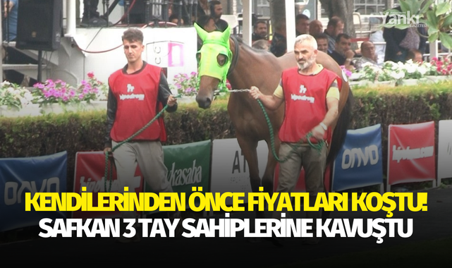 Kendilerinden önce fiyatları koştu, safkan 3 tay sahiplerine kavuştu