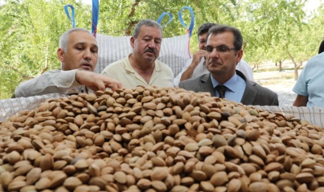 Manisa'da badem hasadı başladı