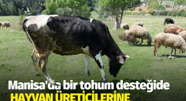 Manisa'da bir tohum desteğide hayvan üreticilerine 