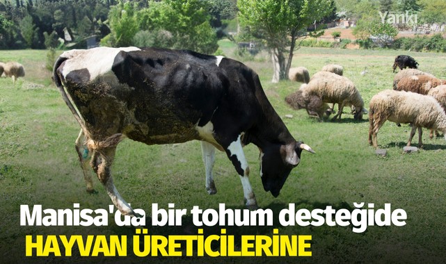 Manisa'da bir tohum desteğide hayvan üreticilerine 