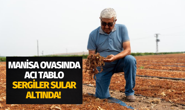 Manisa ovasında acı tablo: Sergiler sular altında!