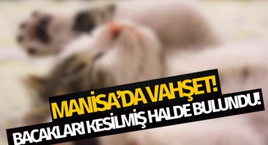 Manisa'da vahşet: Ayakları kesilmiş halde bulundu!