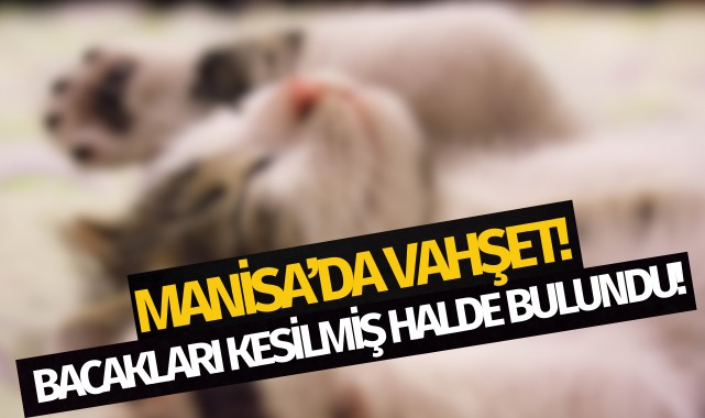 Manisa'da vahşet: Ayakları kesilmiş halde bulundu!