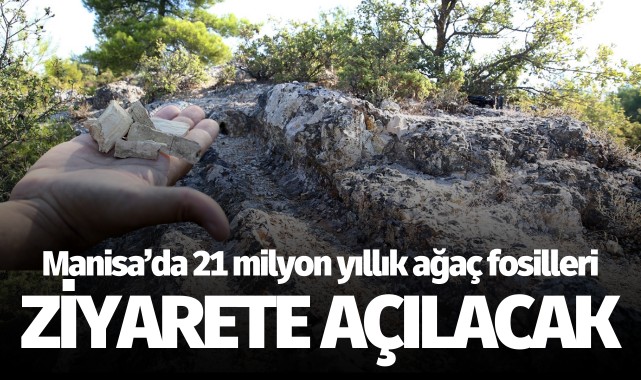 Manisa'daki 21 milyon yıllık ağaç fosilleri, kazı çalışması sonrası ziyarete açılacak