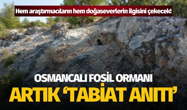 Osmancalı Fosil Ormanı tescillendi: Artık 'Tabiat Anıtı'