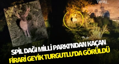 Spil Dağı Milli Parkı'ndan kaçan firari geyik Turgutlu'da görüldü