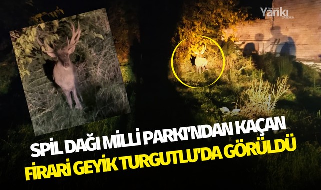 Spil Dağı Milli Parkı'ndan kaçan firari geyik Turgutlu'da görüldü