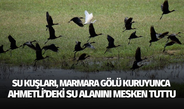 Su kuşları, Marmara Gölü kuruyunca Ahmetli'deki su alanını mesken tuttu