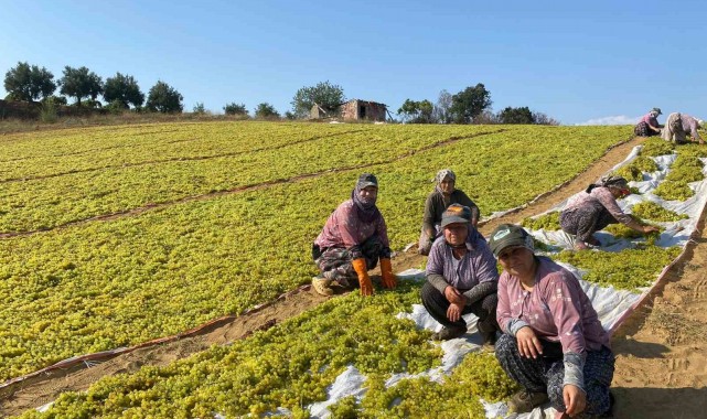 Sumalık üzümde fiyat düştü üreticiler kurutmaya yöneldi