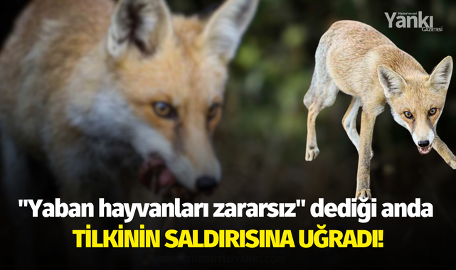 "Yaban hayvanları zararsız" dediği anda tilkinin saldırısına uğradı