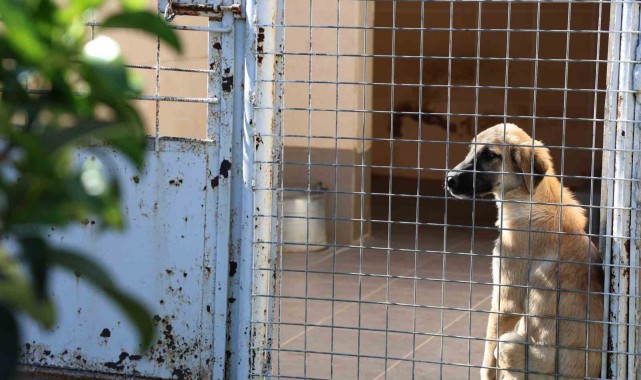 Barınakta "öldü" denilen köpeğin uyuduğu ortaya çıktı: "Aşağılıkça"