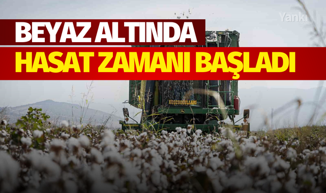 Beyaz altında hasat zamanı başladı