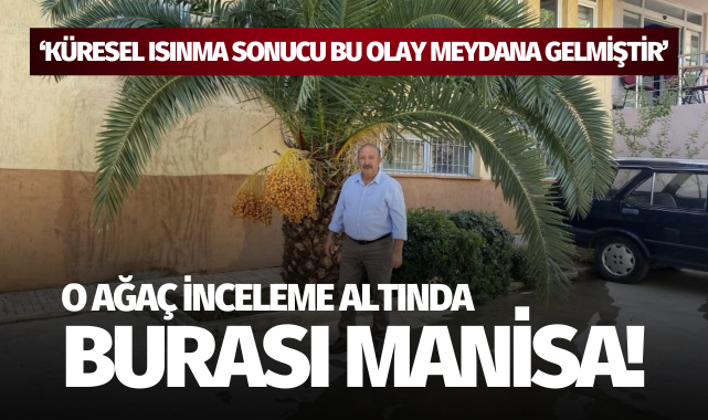 Burası Arabistan değil Manisa: O ağaç inceleme altında!