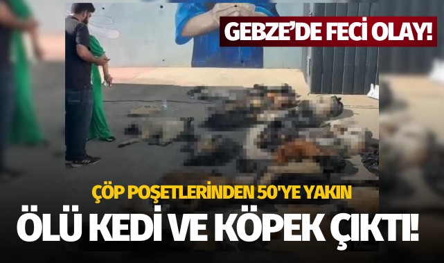 Çöp poşetlerinden 50'ye yakın ölü kedi ve köpek çıktı!