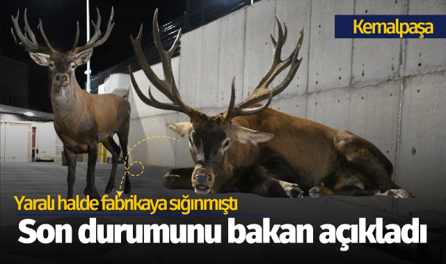 Fabrika bahçesinde yaralı bulunmuştu... Son durumunu bakan açıkladı