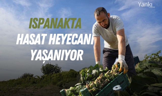 Ispanakta hasat heyecanı yaşanıyor