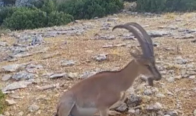 Kafa kafaya vuruşan dağ keçileri fotopakana takıldı