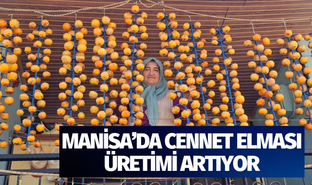 Manisa'nın cennet elması üretimi artıyor