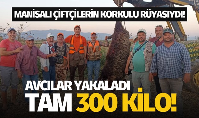 Manisalı çiftçilerin korkulu rüyasıydı: Avcılar yakaladı, tam 300 kilo!