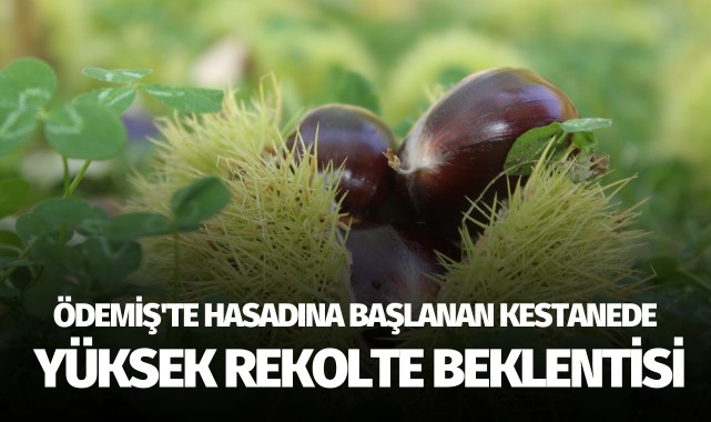 Ödemiş'te hasadına başlanan kestanede yüksek rekolte beklentisi