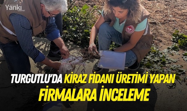 Turgutlu'da kiraz fidanı üretimi yapan firmalara inceleme