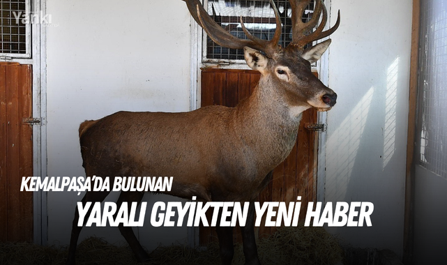 Yaralı geyikten yeni haber