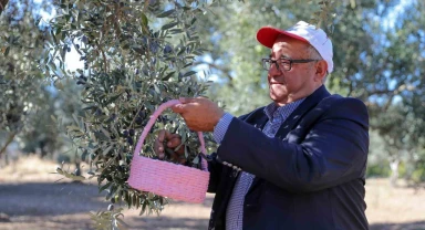 Aliağa'da 3. Zeytin Hasat Şenliği düzenlendi