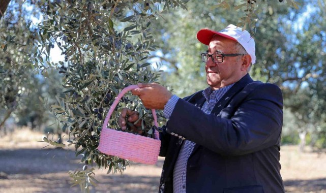 Aliağa'da 3. Zeytin Hasat Şenliği düzenlendi