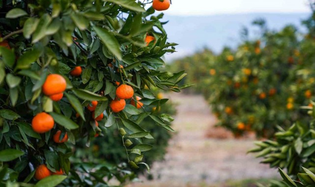 Mandalina Şenliği heyacanı yaşandı