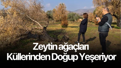 Zeytin ağaçları küllerinden doğup yeşeriyor