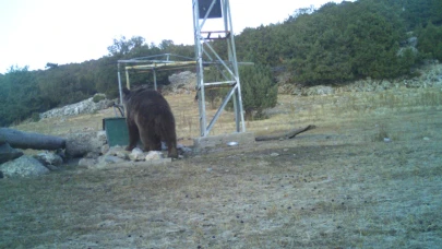 Manisa’da ilk kez görüntülendi