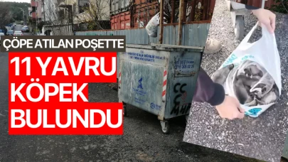 İstanbul'da çöpe atılan poşette 11 yavru köpek bulundu