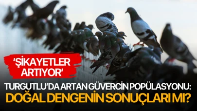 Turgutlu’da Güvercin Popülasyonu: Doğal Dengenin Sonuçları mı?