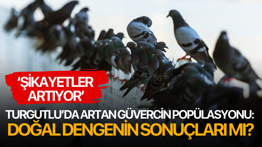 Turgutlu’da Güvercin Popülasyonu: Doğal Dengenin Sonuçları mı?