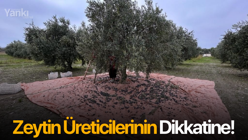 Zeytin Üreticilerinin Dikkatine!