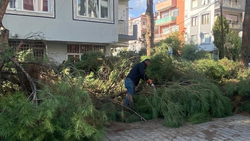 Budanan ağaçlar ihtiyaç sahiplerine yakacak oluyor