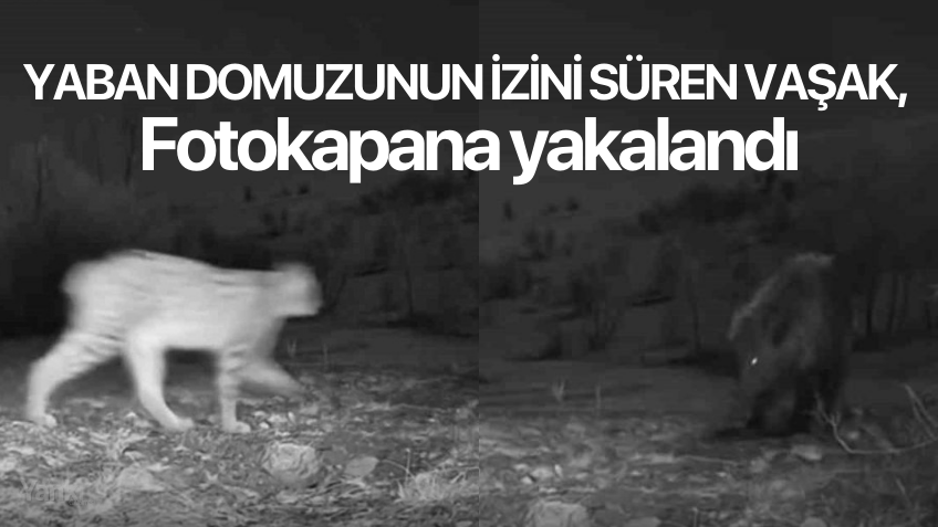 Yaban domuzunun izini süren vaşak kameraya yakalandı