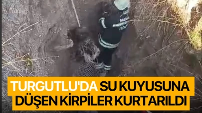 Turgutlu'da su kuyusuna düşen kirpiler kurtarıldı